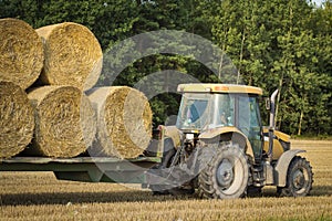 An agricultural tractor moves a bales of hay in a trailer on the field after harvesting grain crops.