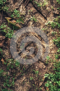 Agricultural tractor tire tracks in dirt road ground