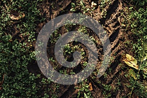 Agricultural tractor tire tracks in dirt road ground