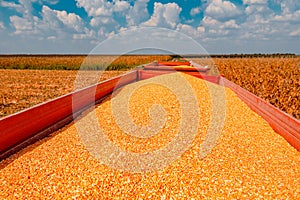 Agricultural tractor trailer loaded with harvested corn grains