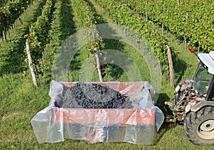 Agricultural trailer full of red grapes bunches alongside the vineyard