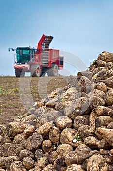 Agricultural vehicle harvesting sugar beet