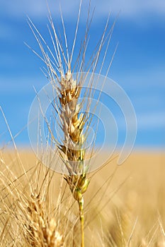 Agricultural Wheat