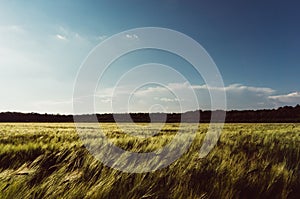 Agricultural wheat field