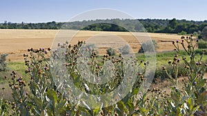 agricultural wheat field with weeds in foreground