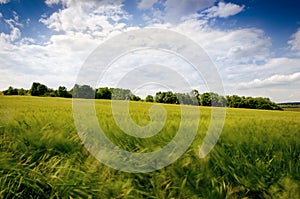 Agricultural wheat fields. Summer time in a nature. Sun light. Green fields and windy weather. Rural scene