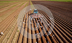 Agricultural work on a tractor farmer sows grain. Hungry birds a