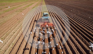 Agricultural work on a tractor farmer sows grain. Hungry birds a