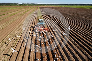 Agricultural work on a tractor farmer sows grain. Hungry birds are flying behind the tractor, and eat grain from the arable land