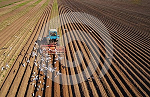 Agricultural work on a tractor farmer sows grain. Hungry birds are flying behind the tractor, and eat grain from the arable land