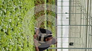 Agricultural worker cultivating organic lettuce checking for pests in hydroponic enviroment