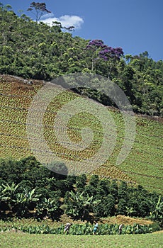 Agricultural worker and deforestation in Brazil.