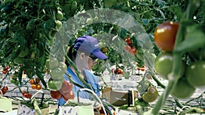 Agricultural worker is gathering ripe tomatoes in the greenhouse