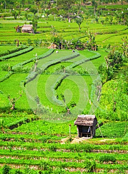 Agricultural Workers in Teraced Rice Fields