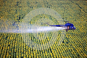 Agricultural works. Helicopter spraying above sunflower field