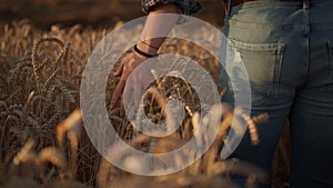 Agriculturalist man walking in the field on sunset and touching harvest