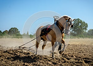 Agriculture 100 years ago