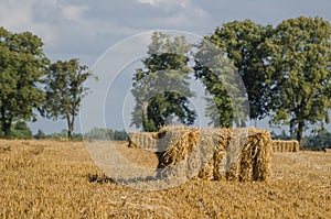 AGRICULTURE