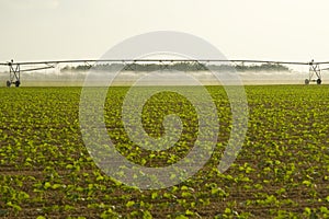 Irrigating crops in field photo