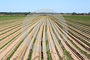 Agriculture