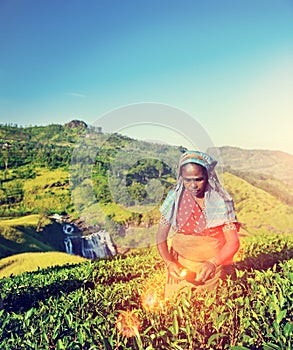 Agriculture Agriculturist Harvest Tea Crop Concept photo