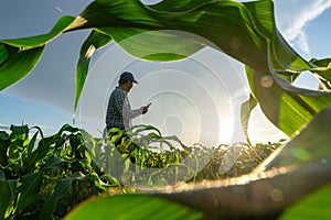 Agriculture, Agriculturist utilize the core data network in the Internet from the mobile to validate growing corn farming in field