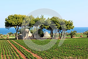 Agriculture along the Adriatic Sea, Italy