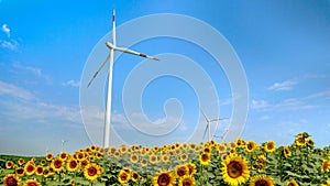 Agriculture and alternative energy. Wind turbines operating on sunflower field on a sunny day