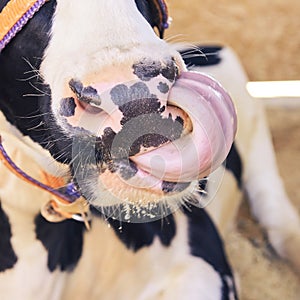 Agriculture animal sick. Cow portrait, beef meat. Milk kine