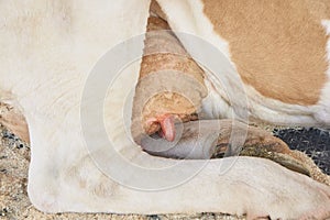 Agriculture animal sick. Cow portrait, beef meat. Milk kine