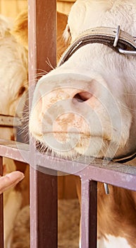 Agriculture animal sick. Cow portrait, beef meat. Milk kine