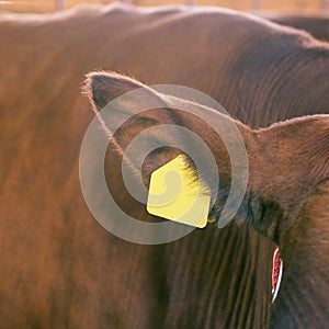 Agriculture animal sick. Cow portrait, beef meat. Milk kine. Ear tag and label