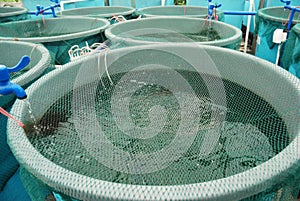 Agriculture aquaculture farm