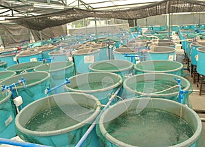 Agriculture aquaculture farm photo