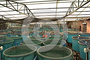 Agriculture aquaculture farm photo