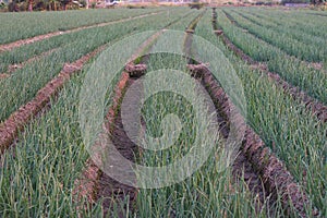 Agriculture area growing organic onion.