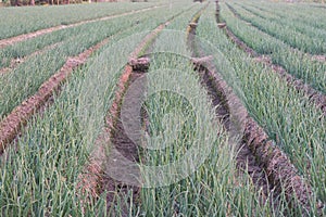 Agriculture area growing organic onion.