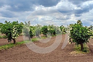 Agriculture in Austria.