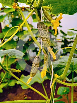 Green cucumbers in the garden. Growing cucumbers on their land in a greenhouse. Ripening flowering cucumbers on the branches among