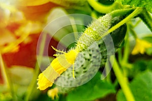 Green cucumbers in the garden. Growing cucumbers on their land in a greenhouse. Ripening flowering cucumbers on the branches among