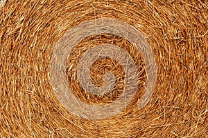 Agriculture background with copy space. Summer and autumn harvest concept. Macro of straw roll