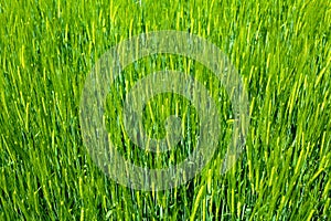 Agriculture background - green fresh grain