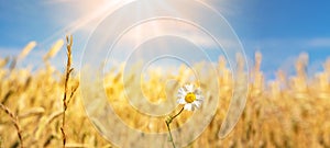 Agriculture background - Landscape panorama of summer grain barley field and real camomile  Matricaria chamomilla L.  flower