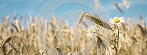 Agriculture background - Landscape of summer grain barley field and real camomile  Matricaria chamomilla L.  flower herb, under