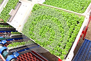 Agriculture, basil industrial cultivation