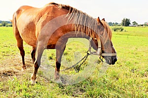 Agriculture. Beautiful brown horse eating grass