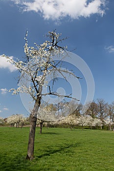 Agriculture in Belgium