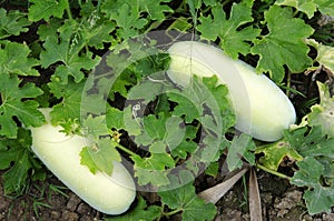 Agriculture benincasa hispida or winter melon