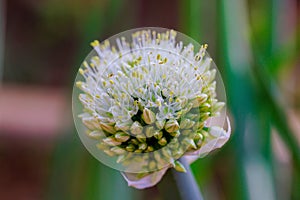 Agriculture of blooming spring flowering of onions flower head in the garden.