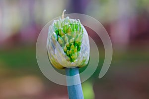 Agriculture of blooming spring flowering onions in the garden and growing them.